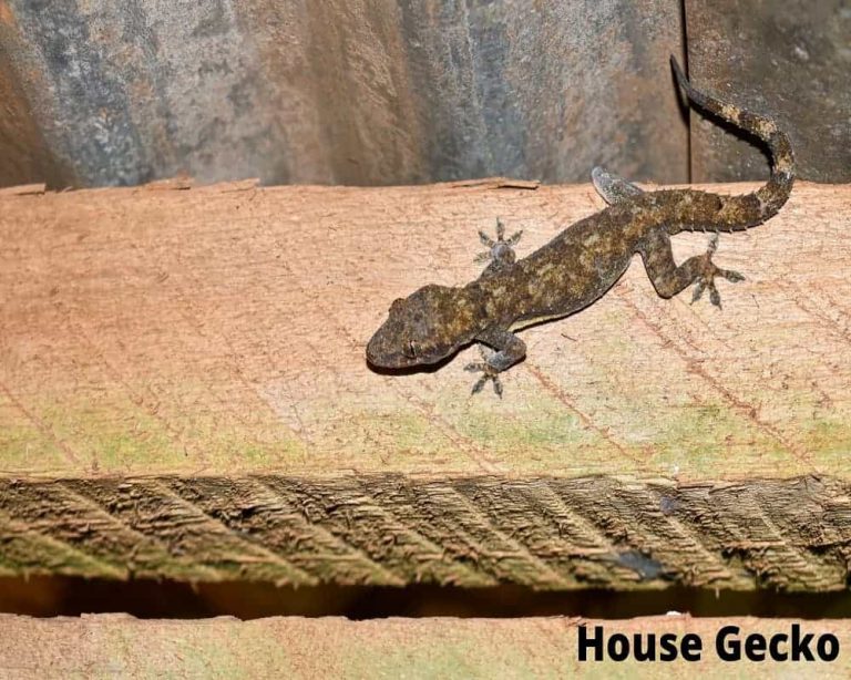 What Animals Eat Ants & Termites? (17 Examples!) Animal Quarters