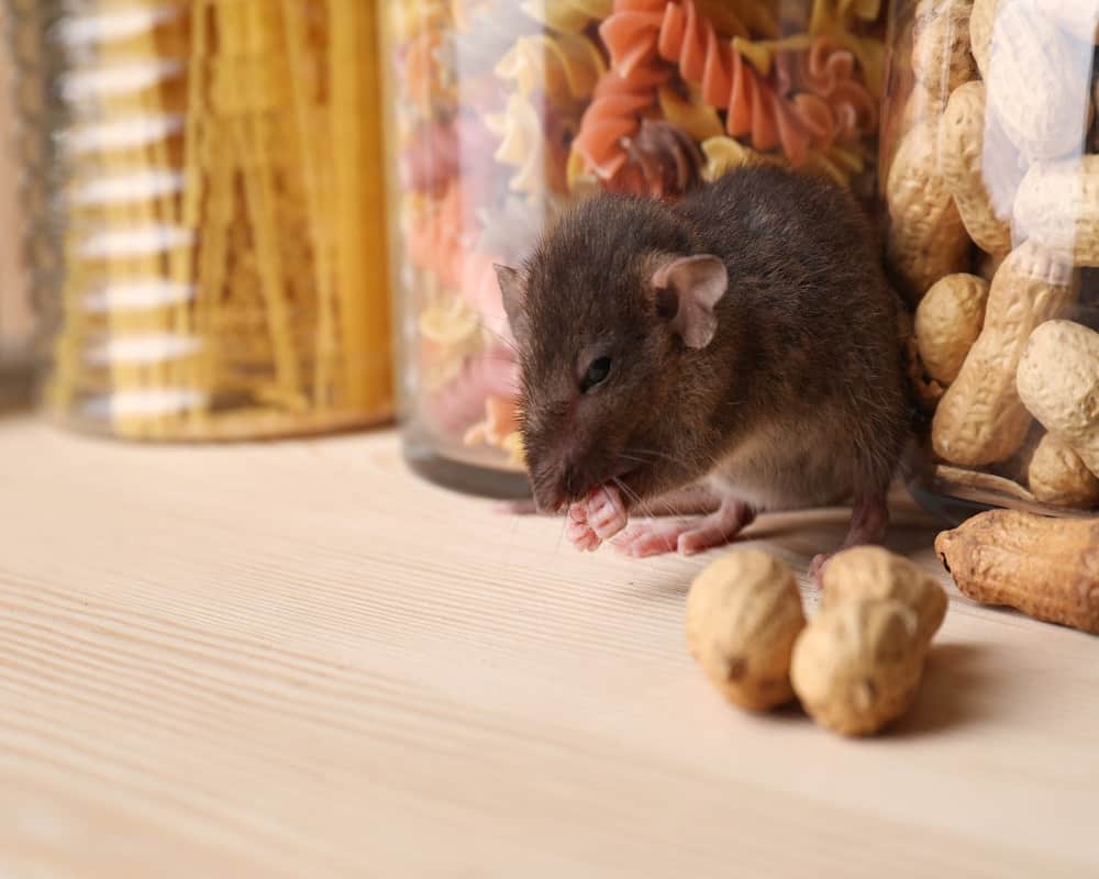 mice eating peanut 14 08 2021