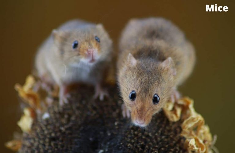 What Animals Eat Sunflower Seeds? (8 Examples + Pictures) Animal Quarters