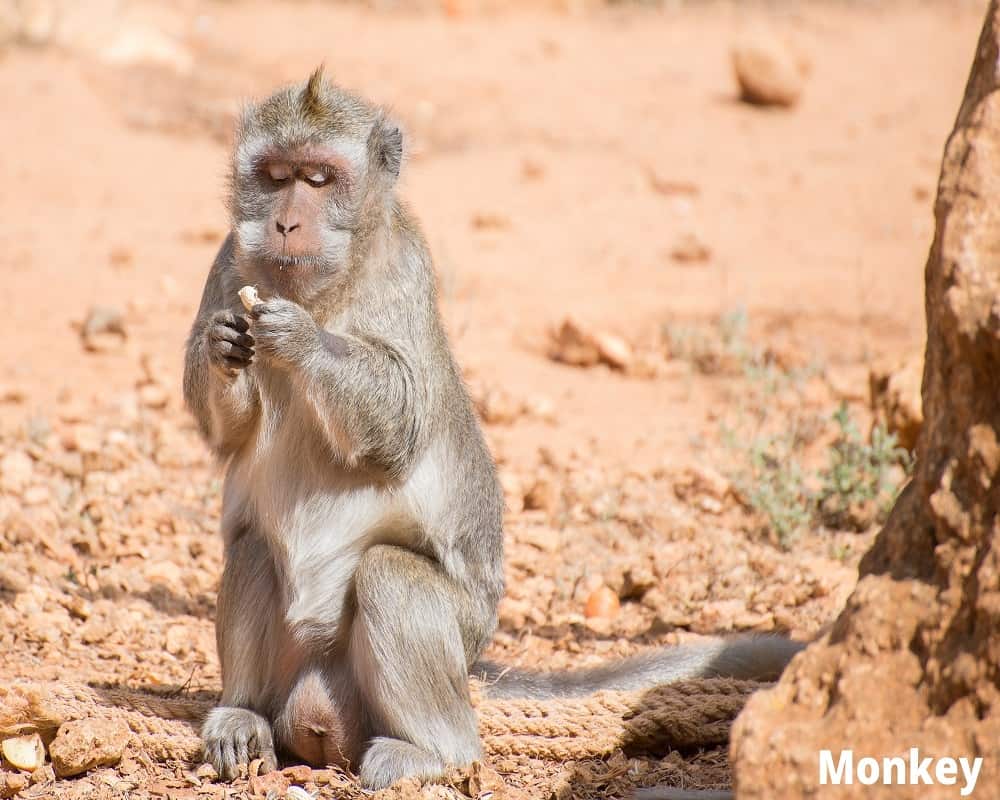 monkey eating peanut 14 08 2021