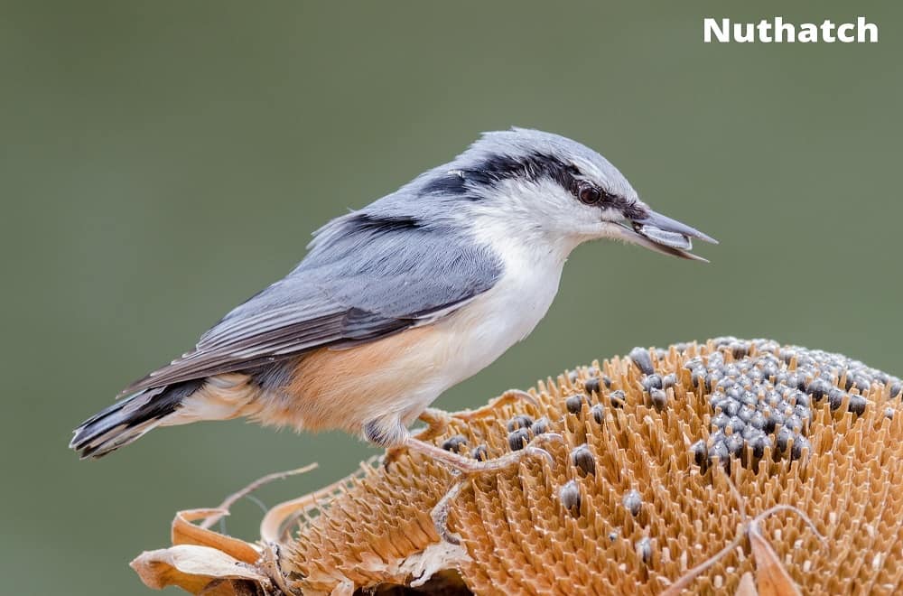 nuthatch eating sunflower seed 15082021