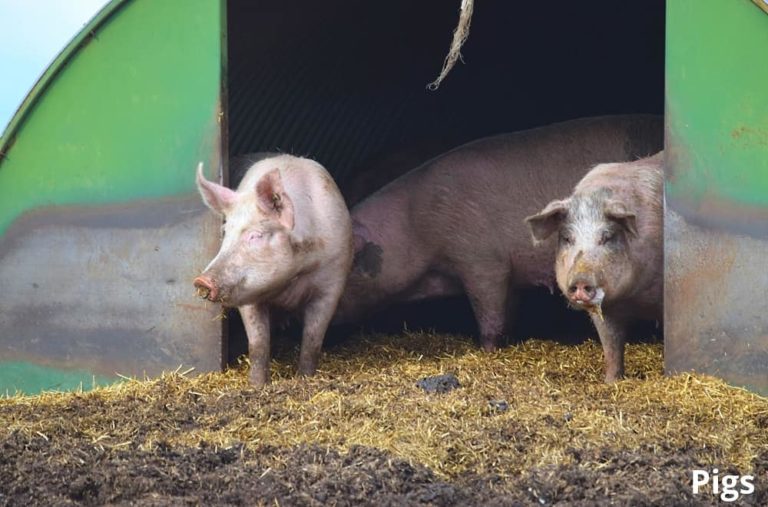 What Animal Eats the Most? 7 Most Hungry Animals That Eat a Lot of Food