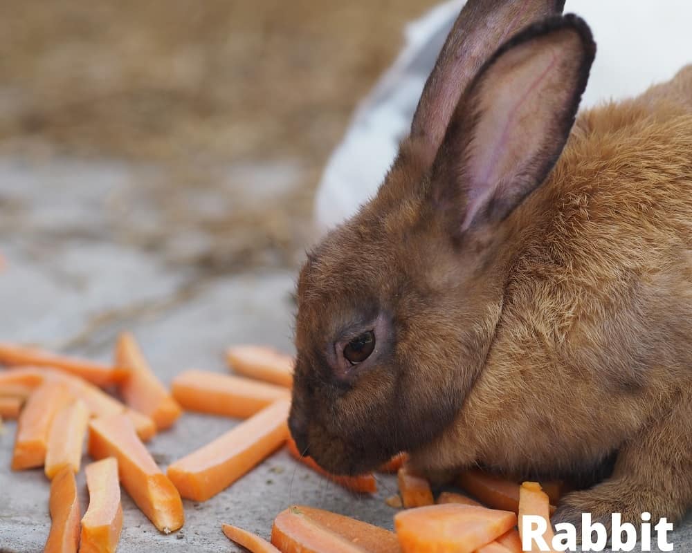 rabbit eating carrot 01 08 2021