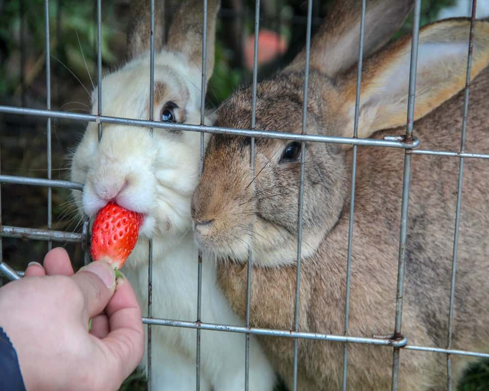 rabbit eating strawberry 08 08 2021
