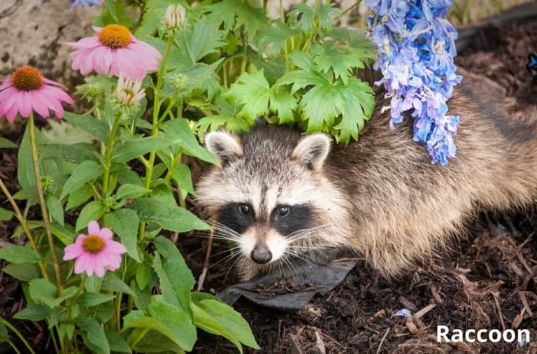 What Animals Eat Flower Bulbs? (7 Examples + Pictures) Animal Quarters