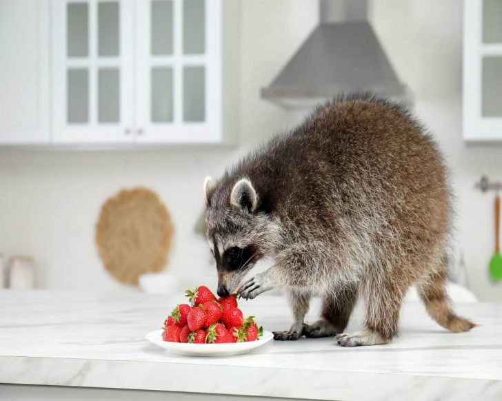 Do Raccoons Eat Strawberries? (from Your Garden?) Animal Quarters