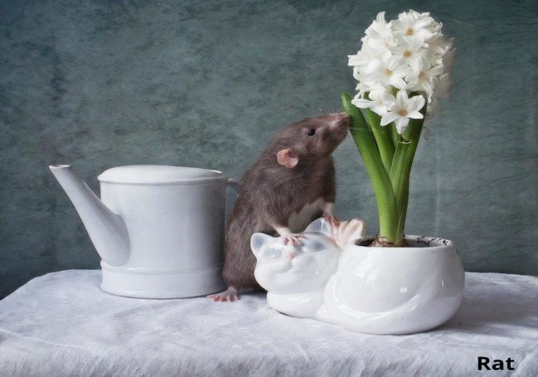 What Animals Eat Flower Bulbs? (7 Examples + Pictures) Animal Quarters