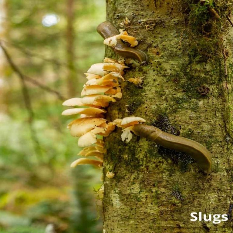 What Animals Eat Mushrooms? (8 Mushroom Eating Animals) Animal Quarters