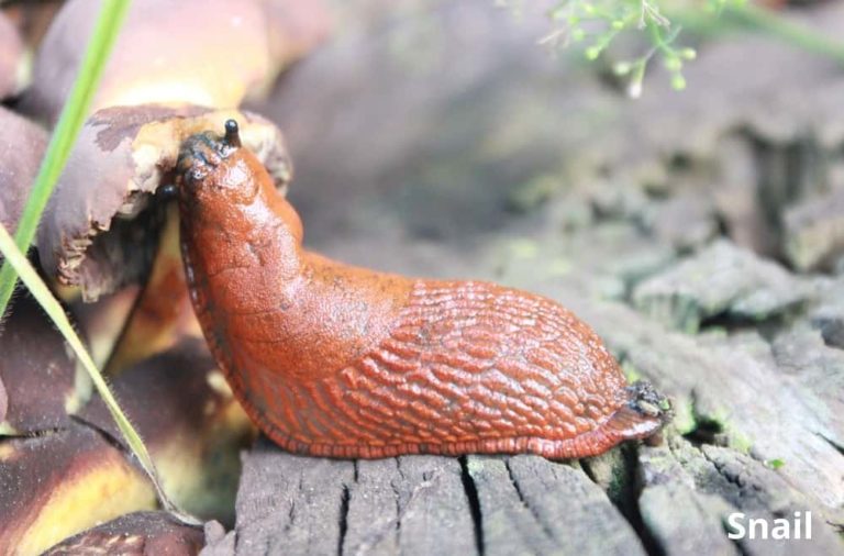 What Animals Eat Mushrooms? (8 Mushroom Eating Animals) Animal Quarters