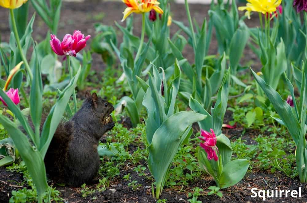 squirrel eating flower bulb 29082021