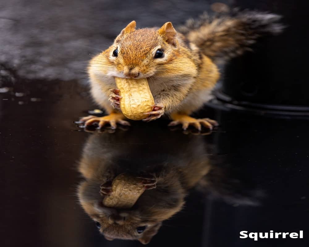 squirrel eating peanut 14 08 2021