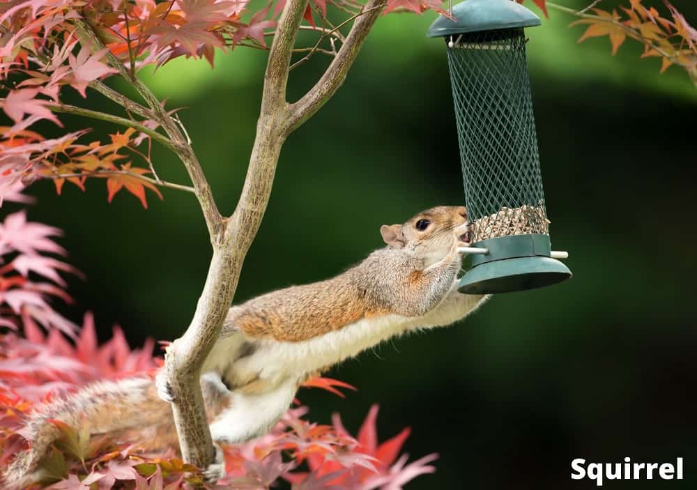 squirrel eating sunflower seed 16082021