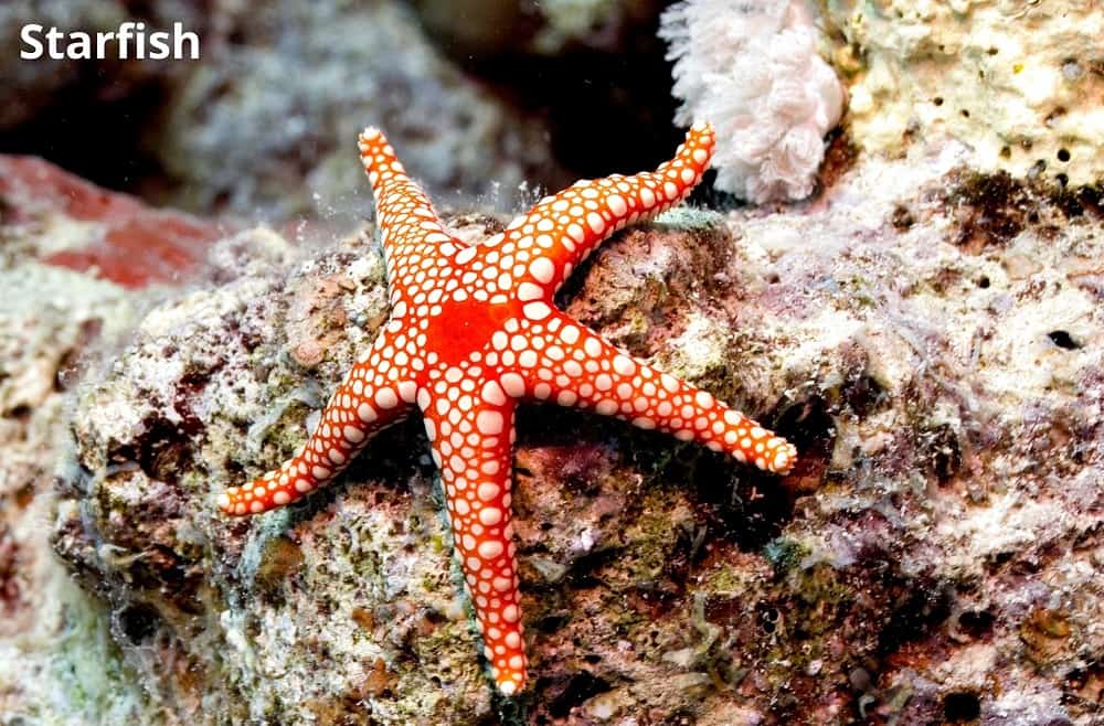 starfish 29082021