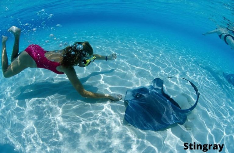 7 Interesting Animals That Don't Attack Humans Animal Quarters