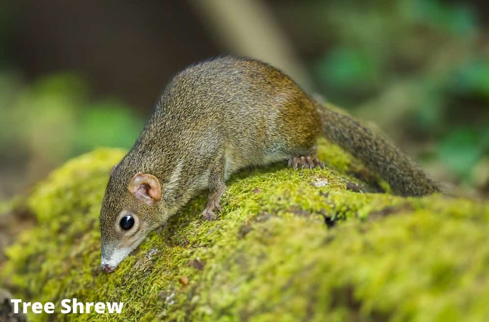 tree shrew 21082021