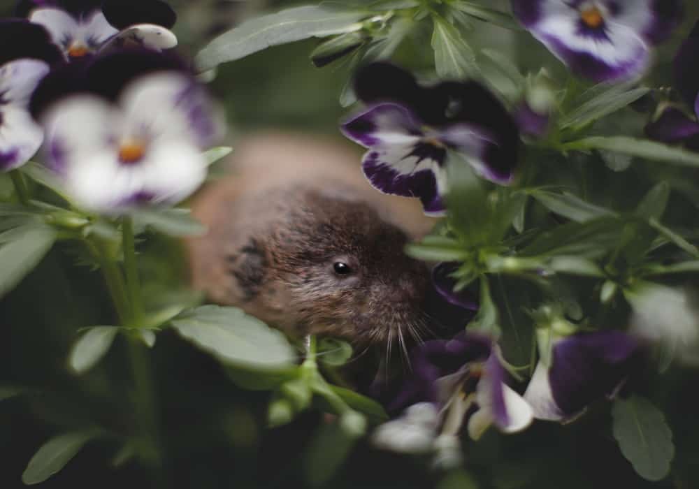 vole looking for food in garden 29082021