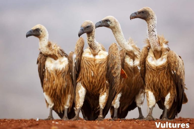 7 Interesting Animals That Don't Attack Humans Animal Quarters