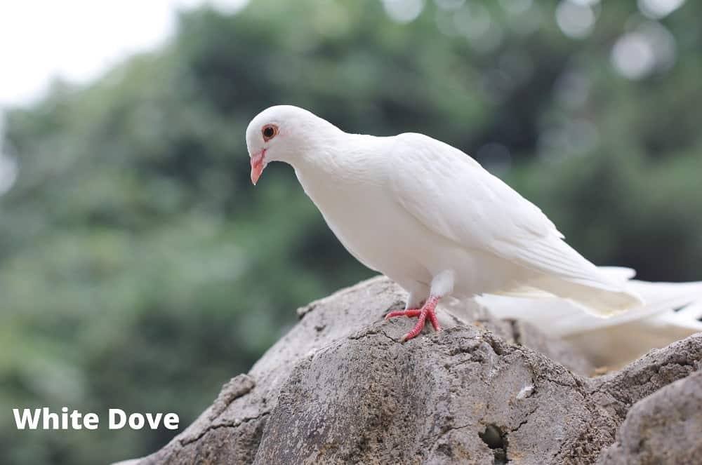 white dove 21082021