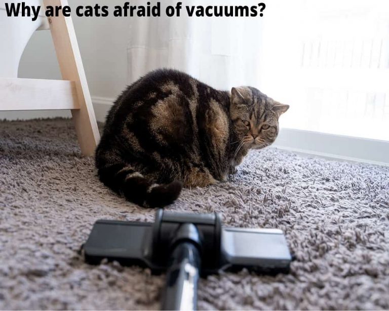 Cats Are Afraid of Vacuums. Here's Why Animal Quarters