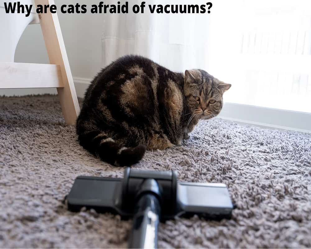 why are cats afraid of vacuums 13 08 2021