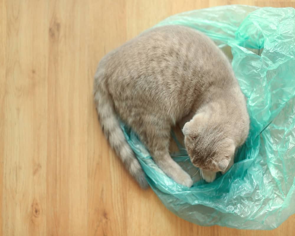 why do cats pee on plastic bags 13 08 2021