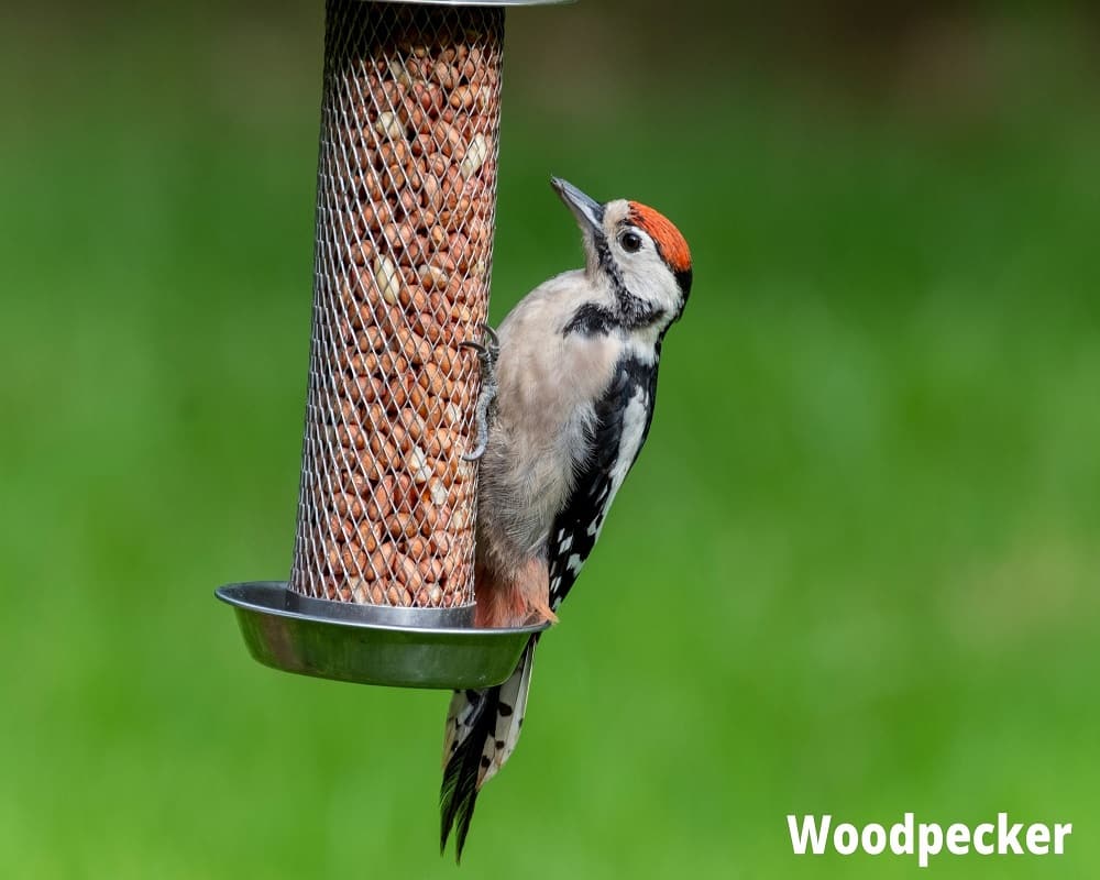 woodpecker eating peanut 14 08 2021