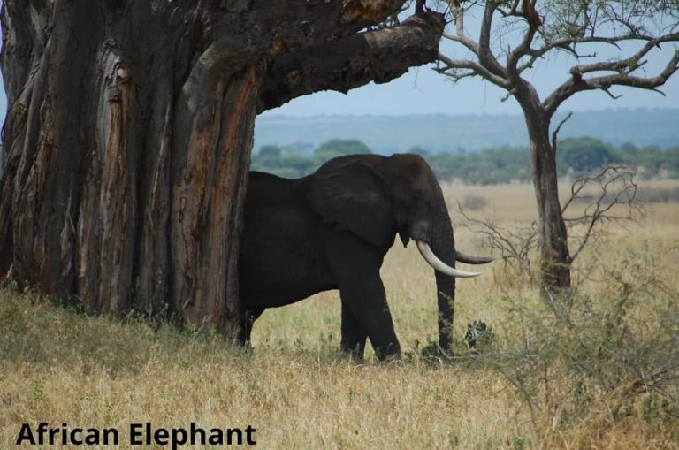 What Animal Eats the Most? 7 Most Hungry Animals That Eat a Lot of Food