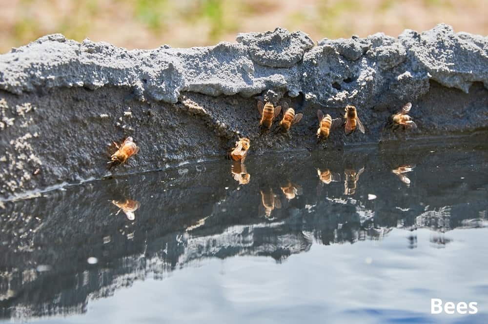 bees afraid of water 18092021