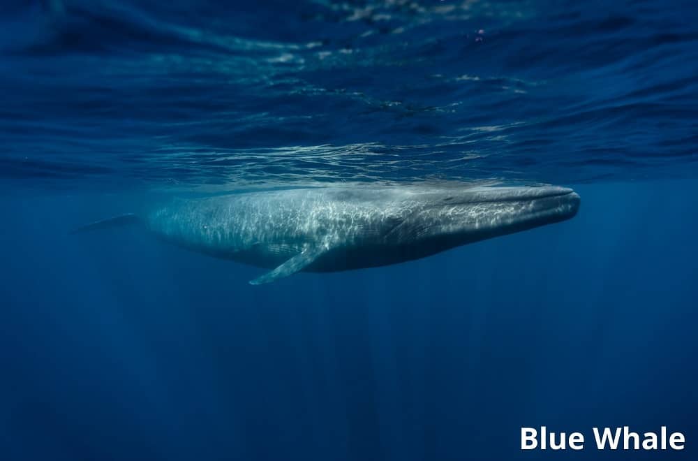 blue whale 12092021