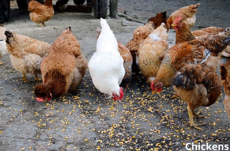 What Animals Eat Corn? (7 Examples + Pictures) Animal Quarters