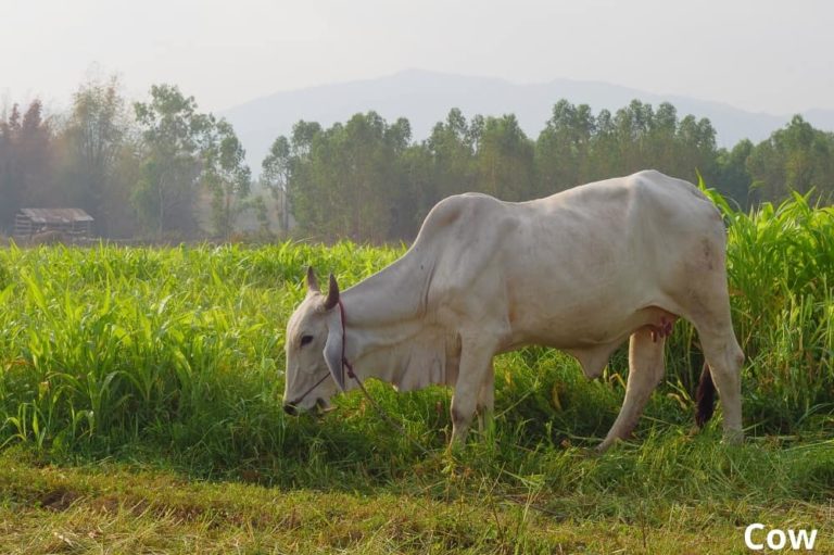 What Animals Eat Corn? (7 Examples + Pictures) Animal Quarters