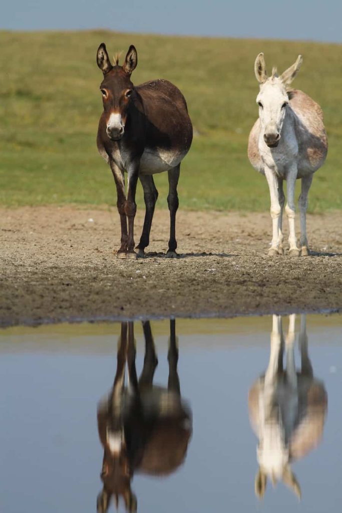 donkey afraid of water 18092021