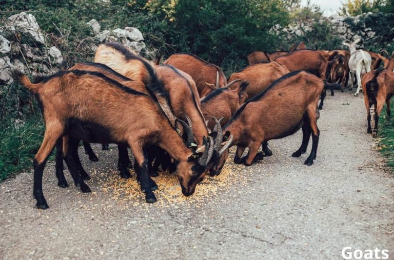 What Animals Eat Corn? (7 Examples + Pictures) Animal Quarters