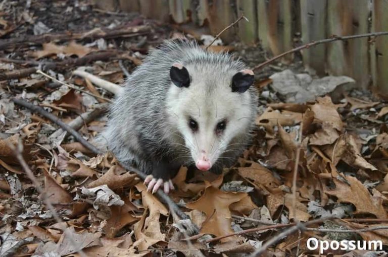 What Animals Eat Acorns! (8 Acorn Eating Animals!) Animal Quarters