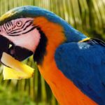 parrot eating pineapple 25092021
