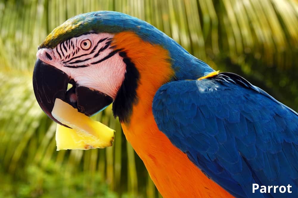 parrot eating pineapple 25092021