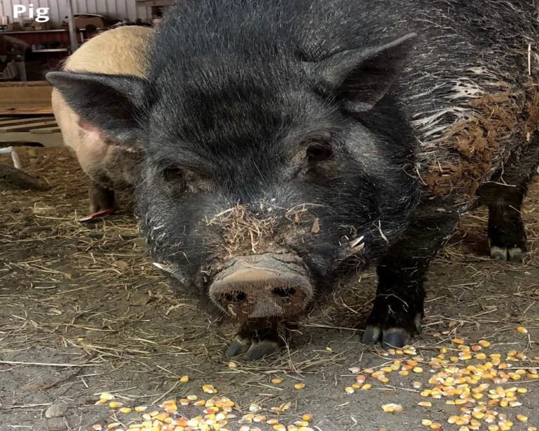 What Animals Eat Corn? (7 Examples + Pictures) Animal Quarters