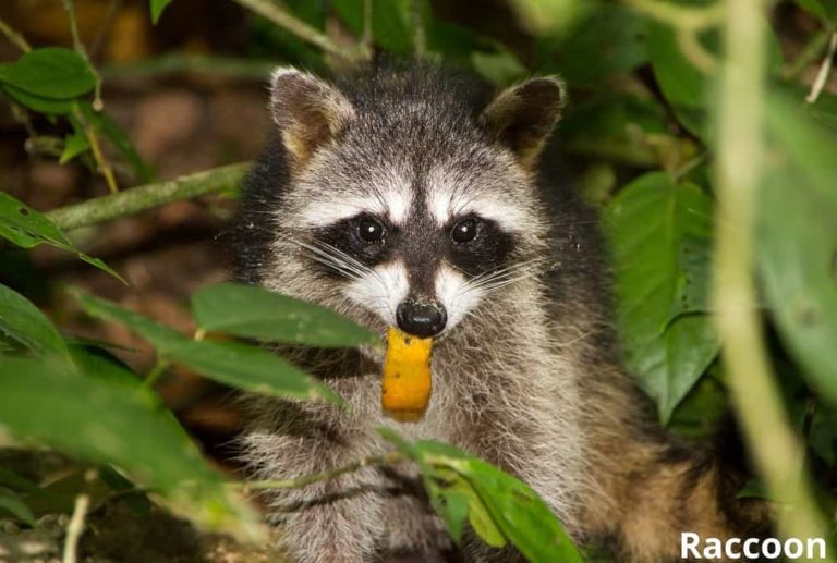 Do Raccoons Eat Oranges? Can They Climb Orange Trees? - Animal Quarters