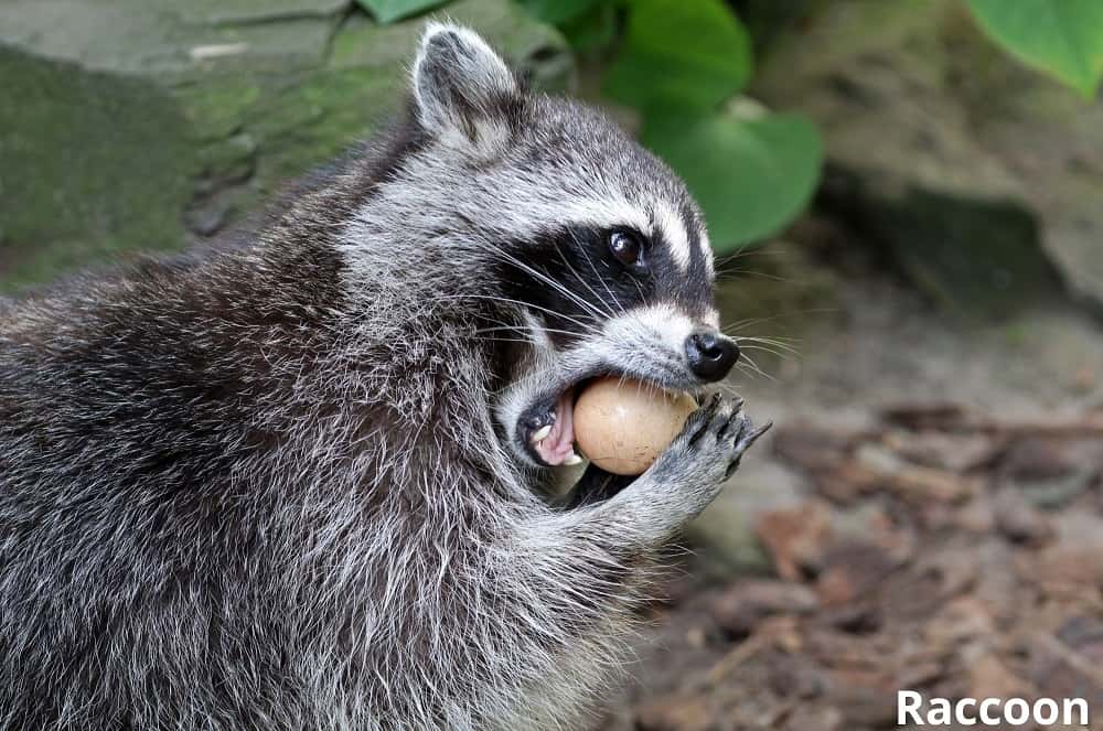 raccoon eating bird egg 2509201