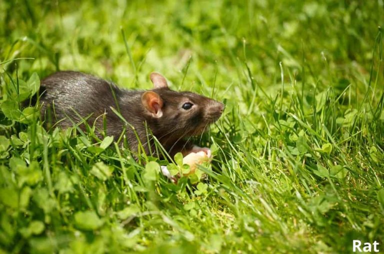 What Animals Eat Pineapple! 8 Examples with Pictures! Animal Quarters