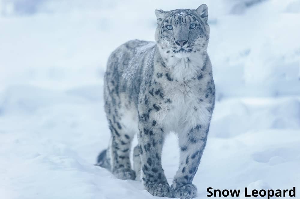 snow leopard 18092021