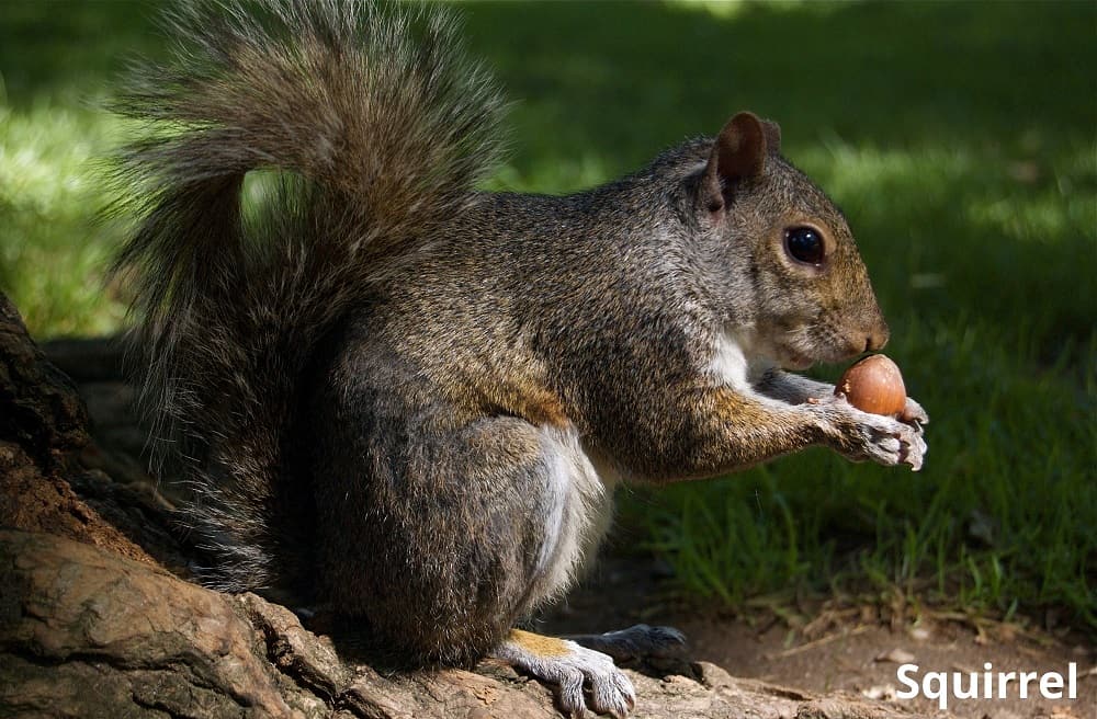 squirrel eating acorn 18092021