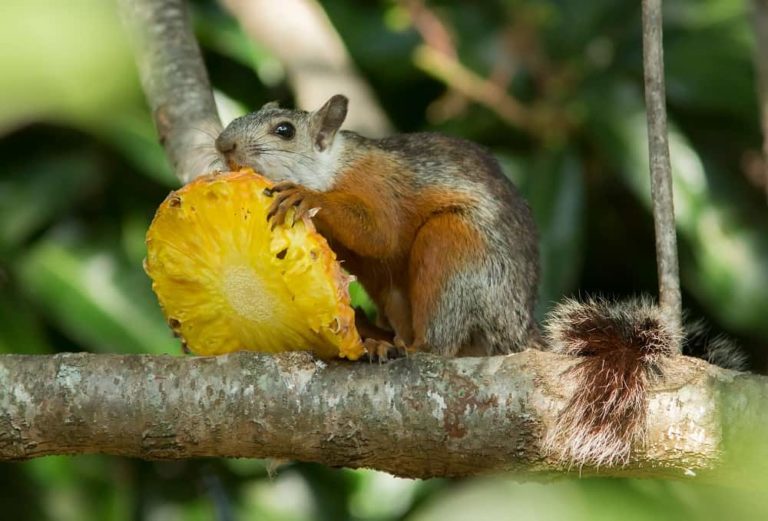 What Animals Eat Pineapple! 8 Examples with Pictures! Animal Quarters