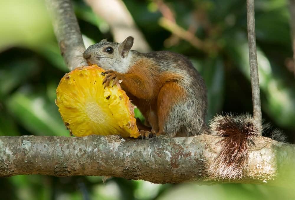 squirrel eating pineapple 25092021