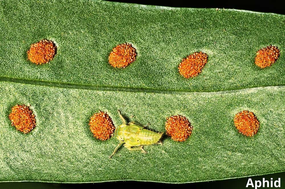 Aphid 17102021