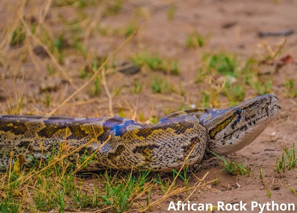 african rock python 17102021