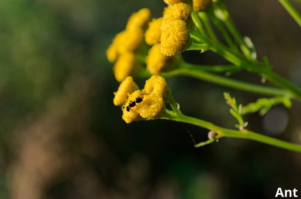 ant gathering pollen 23102021