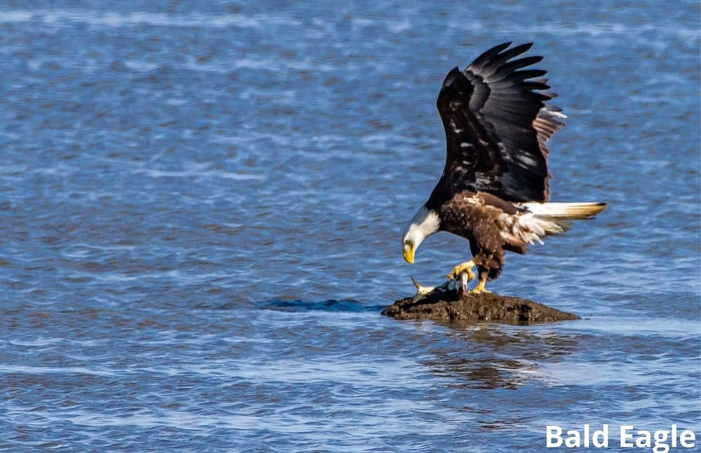 bald eagle eating fish 10102021