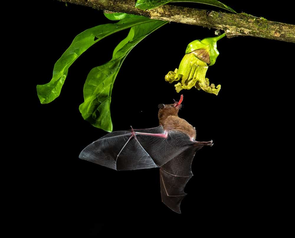 bat feeding on tropical flower 23102021