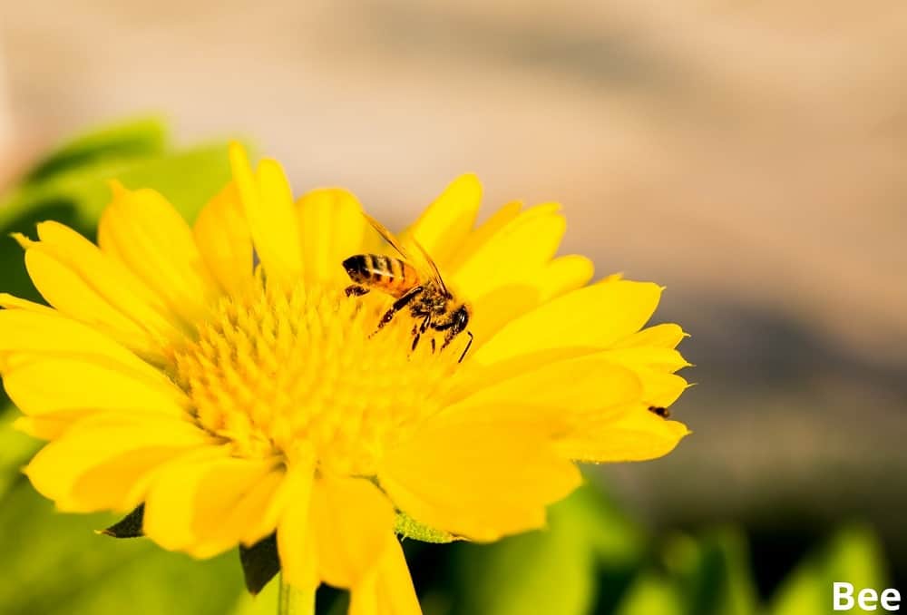 bee eating pollen 23102021
